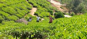 Munnar Village Homes