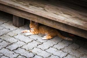 Ferienwohnung Örgenbauer