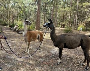 Chandelle Park Farm Stay