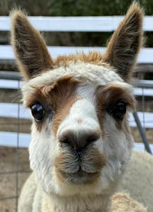 Chandelle Park Farm Stay