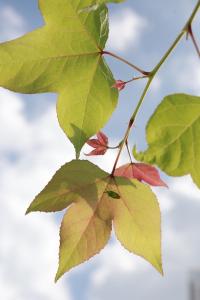 Wawee Sunset, Doi Chang Chiang Rai