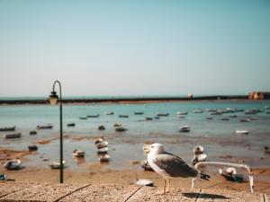 Hidden Gem CADIZ BEACH LOFT by Apartmentsincadiz