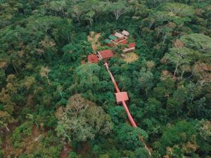 Amazon tucuxi