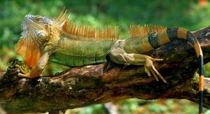 Apartment by the Caribbean sea