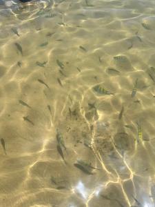 Apartamento com vista para o lago - Praia do Forte