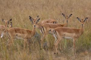 Anantara Tented Camp Kafue River