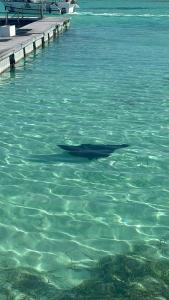 Tropical Apt Near Bibijagua Beach, Pool, 6 Guests