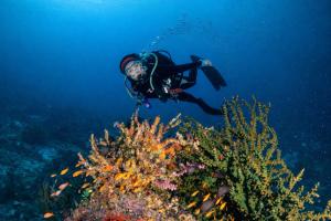 The Pade Dive Resort