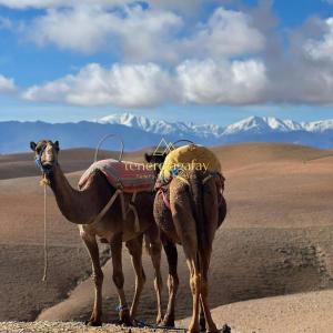 Tenere Agafay Tents & Activities