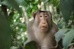 Ethical Trekking Sumatra-Book your trekking activity with us- the price includes pick-up and drop-off from the airport- meals- and accommodation