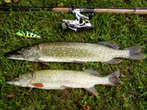Całoroczny dom "Borem Jeziorem" nad Jeziorem Gwiazdy, Ostoja Bukowo, Borowy Młyn, Kaszuby, region Gochy