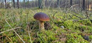 Całoroczny dom "Borem Jeziorem" nad Jeziorem Gwiazdy, Ostoja Bukowo, Borowy Młyn, Kaszuby, region Gochy