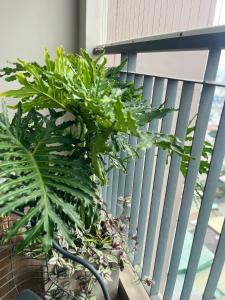 Airhouse Opal Boulevard