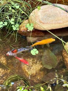 Appt jardin privé 2 pièces piscine, tennis pétanque dans résidence
