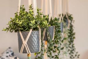 Heimelig im Hirschen App 240