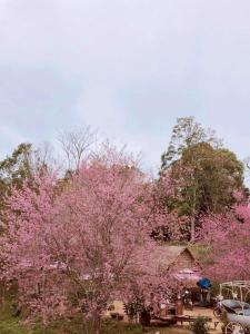 Homestay thông house 2