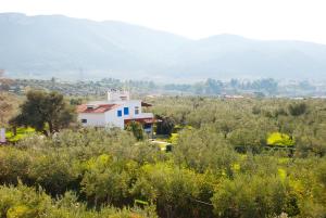 Beachfront cottage house in olive grove