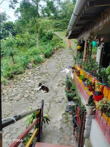 Bamboo Queen Homestay Rongo