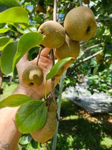 Suíte aconchegante perto - das águas termais