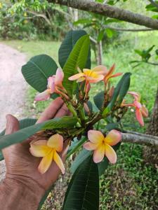 Suíte aconchegante perto - das águas termais