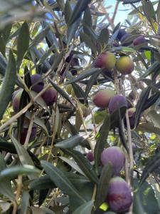 Villa dei Mori img10