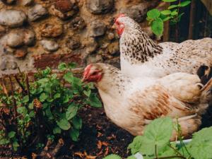 Sparrow Green Farm Cottage - Uk50110
