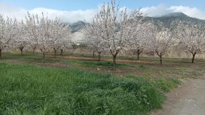 Cortijo de los geraneos