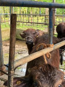 Camping Los Búfalos