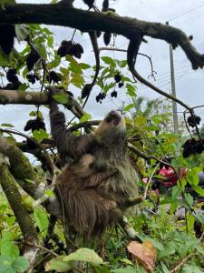 Camping Los Búfalos