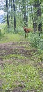 Rosochate Wzgórze pokoje nad jeziorem Wigry