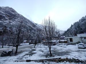 Himalayan Willow