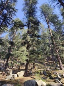 Himalayan Willow
