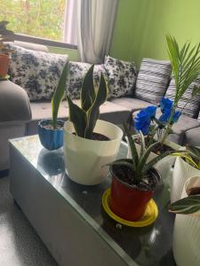 Pradhan homestay
