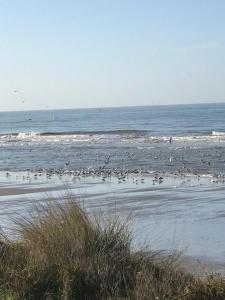Apartment Hardelot Plage 4-6 persons