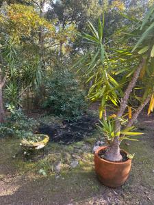 La Becada de las Landas