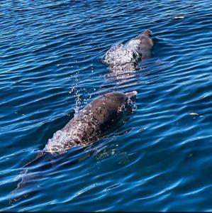 Wasini dolphin adventure