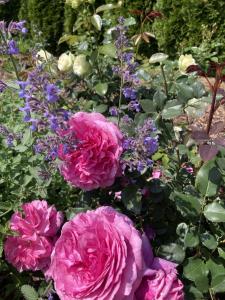 Apartamenty przy Starym Basenie