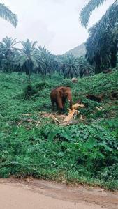 JackRoot Athirappilly