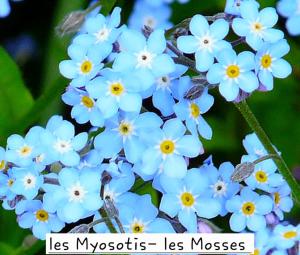Les Myosotis