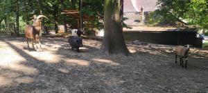 Déjá Vu Szállás & Rendezvény Zirc