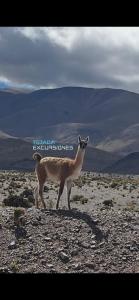 HOTEL y EXCURSIONES TEJADA