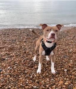 Beach View - A Truly Stunning House Opposite The Sea! Sleeps 10! Families, Friends, Contractors and Pets areWelcome!