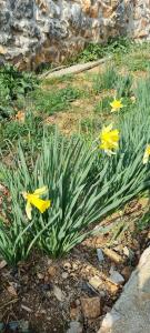 Villa Mare - Island Krk, traditional Stone house with pool