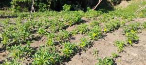 Finca Hostal Eva Maria