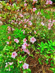 Forest Cabin - Nature and Tranquility