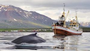 The Heart of Akureyri