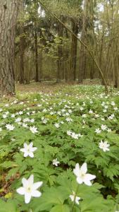 Domki w Parku na Mazurach