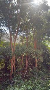 Oasis en Melipulli, Refugio Urbano