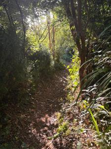 Oasis en Melipulli, Refugio Urbano