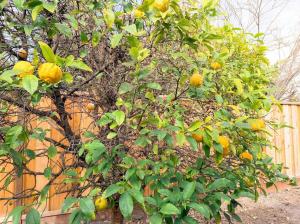 Bike to Nvidia, 3BR Intern HQ, Fast WiFi